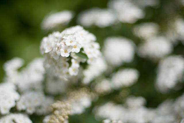 Photo of flowers taken in sunny weather with an aperture of f/1.4 and Neutral Density filter to bring the exposure down below the camera's maximum shutter speed. The image is exposed correctly.