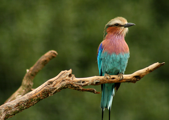 Photo of a bird taken on a photography course at London Zoo