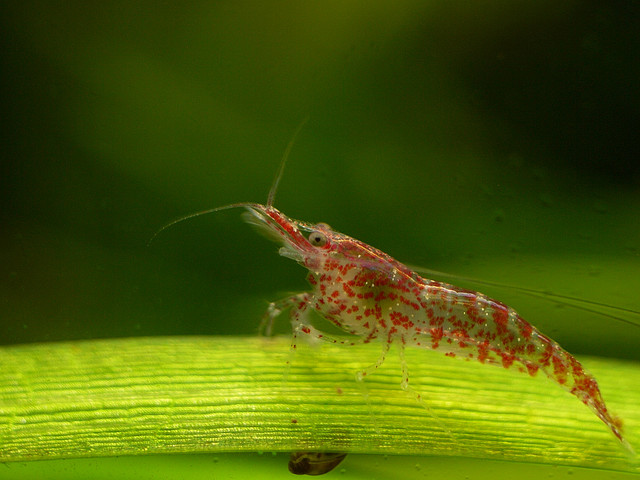 Photo of a shrimp taken with a new lens