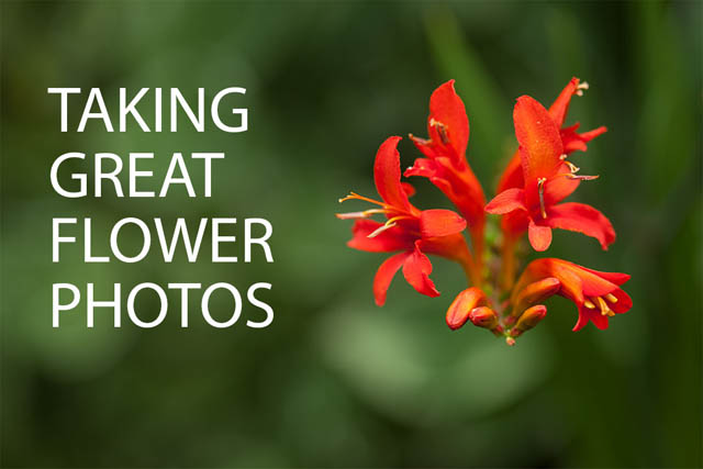 Taking Great Flower Photos