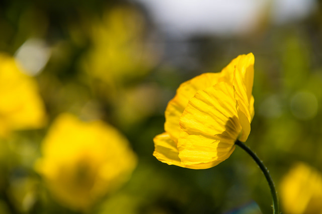 Backlit Yellow poppies
