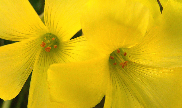 Yellow Oxalis flowers photographed by moving in very close for a crop of the flowers, thus avoiding any potential of a distracting background