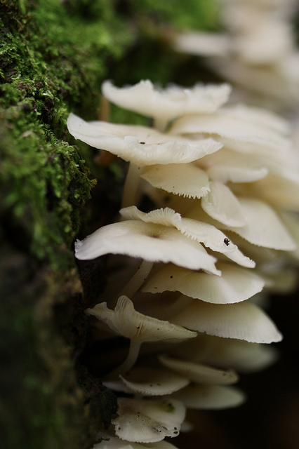 clitocybula ocula fungi, gold reflector used to add fill light