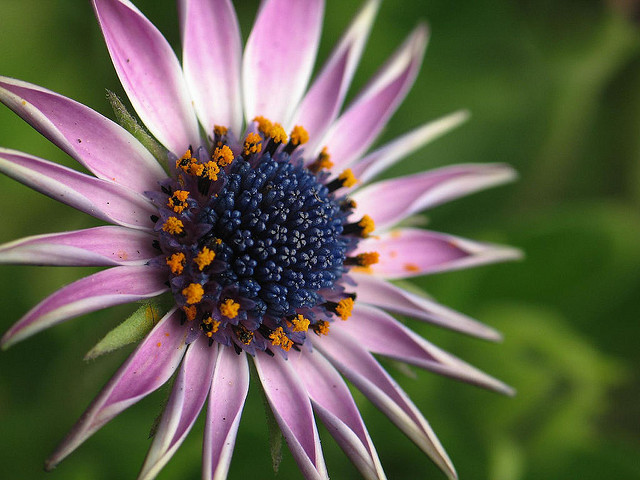 flower photo lit using sunlight through a diffusion panel