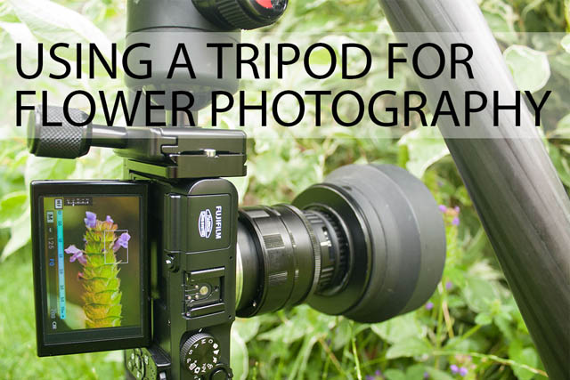 Using a tripod for flower photography