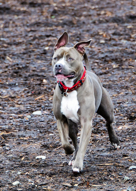 Running dog photographed using continuous autofocus and the rear AF-ON button for focusing