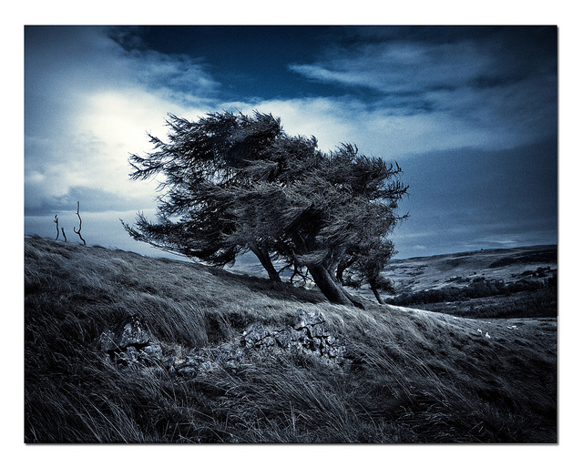 Trees in the wind, Lomond Hills