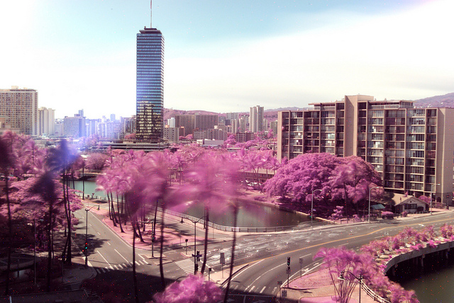 Filter Test - 11 Minute Exposure. Heavy IR contamination visible with foliage turning bright purple.