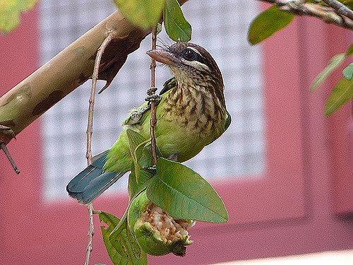 White-Cheeked Barbet with part of a house as the background