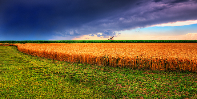 Kansas Summer Wheat and Storm Panorama - a strong color contrast is present between the orange wheat, blue sky / clouds, and green grass