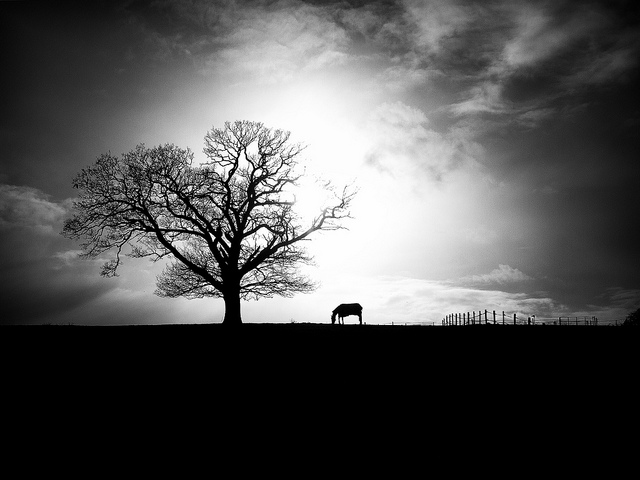 High contrast Black and White Landscape with Horse