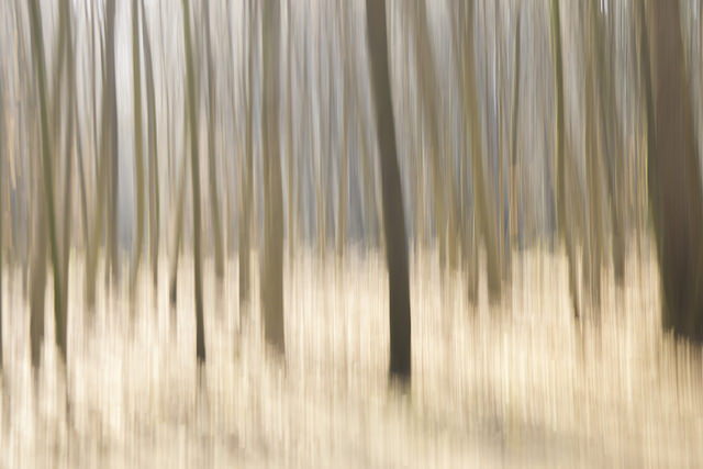 Artistic blurred photo of trees taken by moving the camera during a long exposure