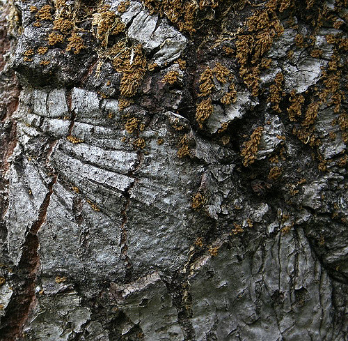 Tree bark and moss texture