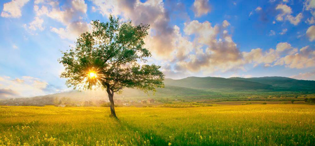 Sun shining through the leaves of a lone tree in a field, natural looking HDR image